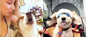 Viral Dog Video: Dog Sucking Pussy