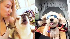 Viral Dog Video: Dog Sucking Pussy