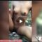 Full Viral Læks Video Of Delta Village Couple Emeka And Ijeoma Fµ¢k By River Side