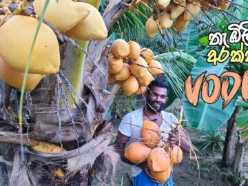 Thambili Viral Video: WATCH FULL VIDEO OF Sri Lankan Beauty’s Steamy King Coconut Drinking Leak