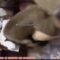 South Africa Læks Video Of Girl Gets Fvcked Hard By Family Dog In Parent House – Now Authorities Dey Hunt Her
