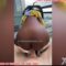 Part 4 Video: First Lady (22-YO Supermarket Attendant From Naivas Westlands) Bend Over Bed, Him Pound Her PÜssy Raw Doggy Style – Thrust Deep And Hard, Grip Her Waist Tight As Nyæsh Clap Loud Like Thunder, She Møan Sweet Like Say E Dey Sweet Die, Push Back To Meet Him Dïck! Him Go Faster Till She SqÜïrt Heavy On Sheet, Body Shake Violent As She Cüm Hard While Him Fill Her Up Inside Raw!  Part 5 Video: Second Lady (Similar Age, From Carrefour Junction Mall) Same Style – Doggy On Hotel Bed, Him Hammer Her From Behind, Nyæsh Bouncing Wild, She Grip Pillow Tight Møaning Loud As Him Go Deep Non-Stop Till She Cüm Shaking And Him Finish Inside Her!  Both Videos Filmed With Him Hidden Glasses Cam (No Consent), Now Dey Trend Heavy On X, WhatsApp, And Telegram – People Dey Identify Dem As Supermarket Workers, Boyfriends Don Scatter Relationships, Families Dey Cry Shame, And Kenya DCI Dey Add Dem To De Bigger Investigation Wey Dem Dey Do On Yaytseslav For Non-Consent Filming, Sharing Intimate Acts, And Exploitation. Him Dey Post Teasers From Russia, While Kenya Authorities Dey Demand Extradition And Interpol Watch. Omo, Dis Russian Guy Don Turn Nairobi Malls To Him Hunting Ground – Supermarket Girls Wey Dey Sell Goods Now Dey Sell Shame Online!