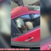 Læk Video Of Mexican Police Officer Fvck Gf Maya In Traffic As People Record And Leak
