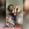 Leak Video Of Prominent Nigerian Politician’s Daughter Masturbating On Tingo App “It Will Make You Cum Watch And See” 