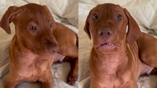 See Full Moochie Vizsla Viral Video: Link Twitter & TikTok Facts Explained