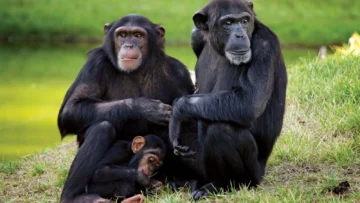 chimpanzees-male-all-lives-females-community-mother