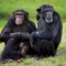 chimpanzees-male-all-lives-females-community-mother