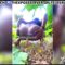 Leak Masturbating Video Of Chidinma Inserting A Massive Corn Cob In Her Pussy Inside Her Mother’s Farm – You Will Scream In Total Disbelief After Watching This Wild Village Abomination!