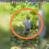 Leak Sextape Video Of Man Fucking A Pig In The Bush – Why A Man Go Fuck Pig, Things Dey Happen